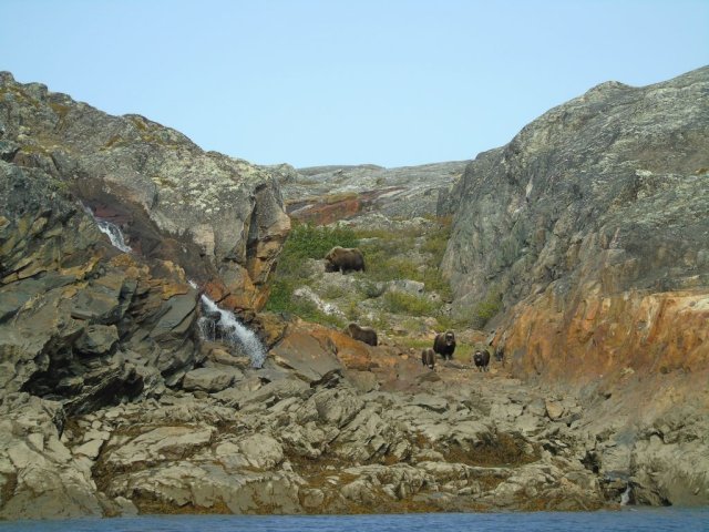 Boeufs musqués au Nunavik