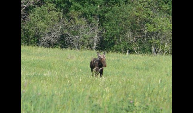 Orignal à Shawville