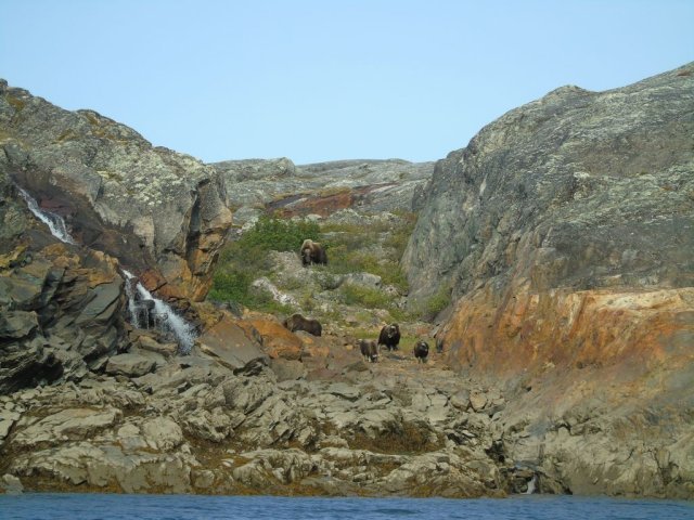 Boeufs musqués au Nunavik