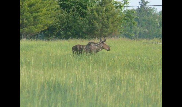 Orignal à Shawville