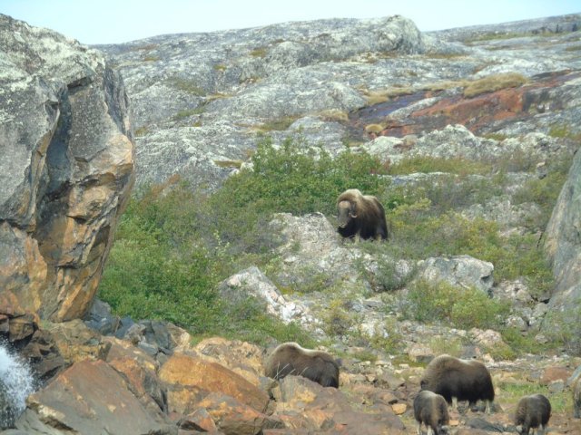 Boeufs musqués. Un mâle, deux femelles, deux petits