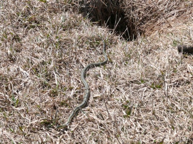 couleuvre rayée ou Thamnophis sirtalis