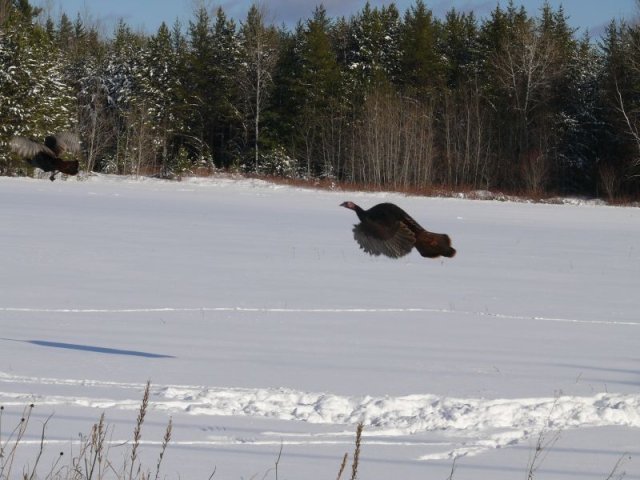 Dindons sauvages dans la neige