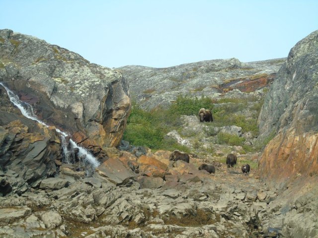 Boeufs musqués. Un mâle, deux femelles, deux petits