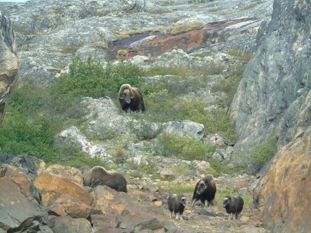 Boeufs musqués au Nunavik