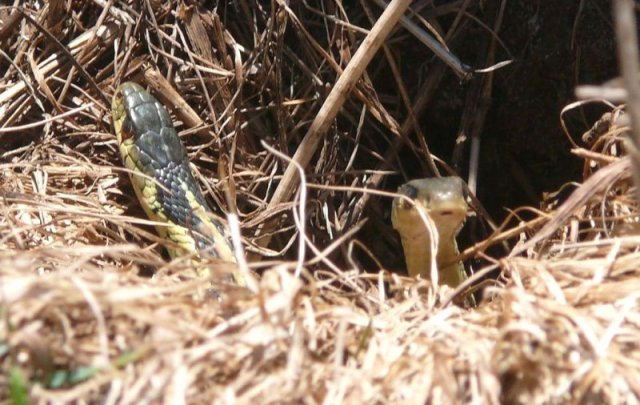 couleuvre rayée ou serpent jarretière