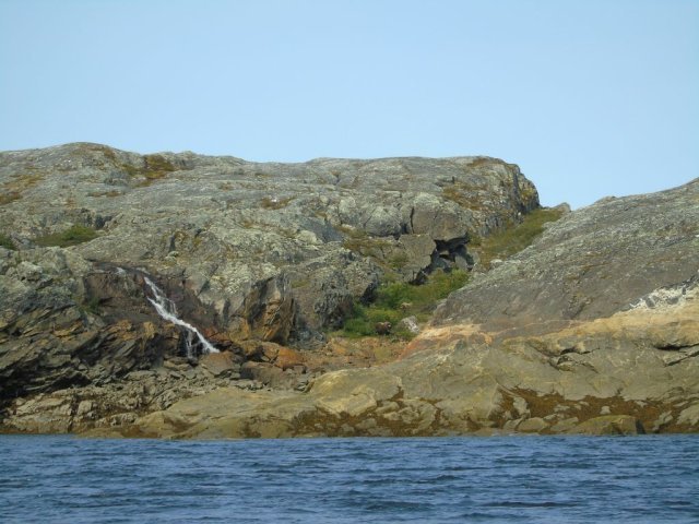 Les boeufs musqués de loin