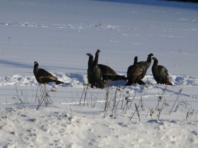 Dindons sauvages dans la neige