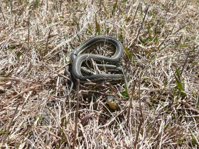 couleuvre rayée ou Thamnophis sirtalis