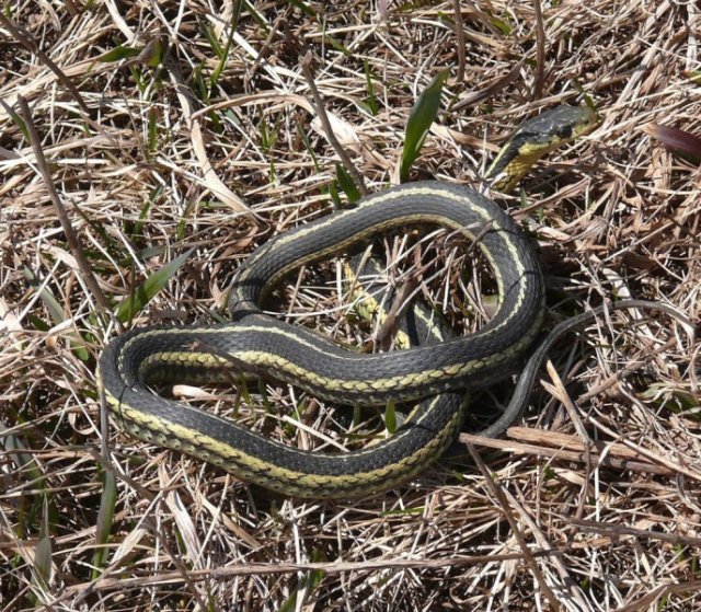 couleuvre rayée ou serpent jarretière