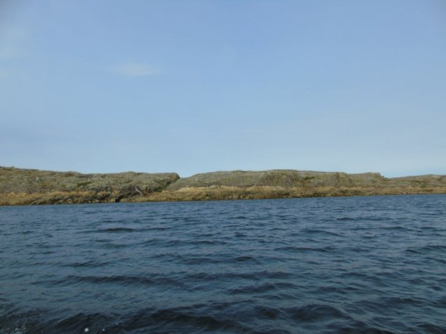 Les boeufs musqué de trés loin...