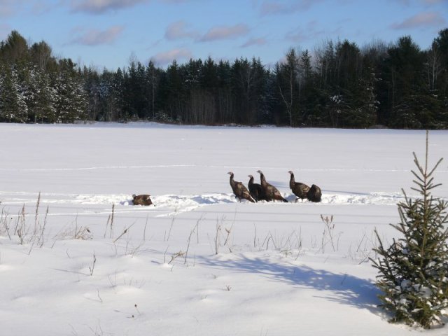 Dindons sauvages dans la neige