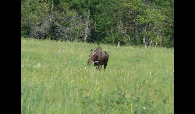 Orignal à Shawville