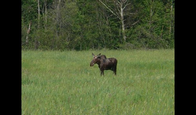 Orignal à Shawville