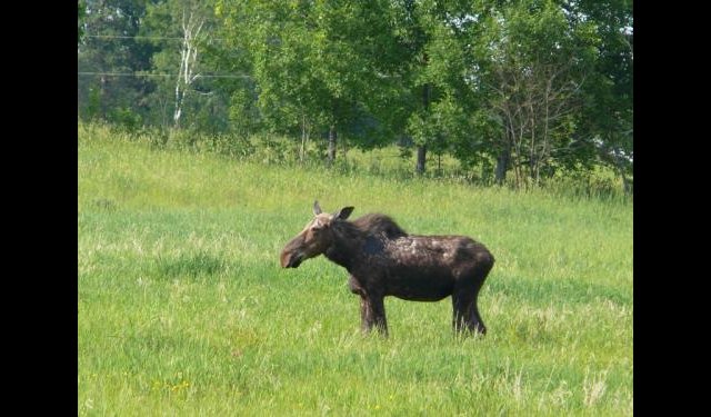Orignal à Shawville