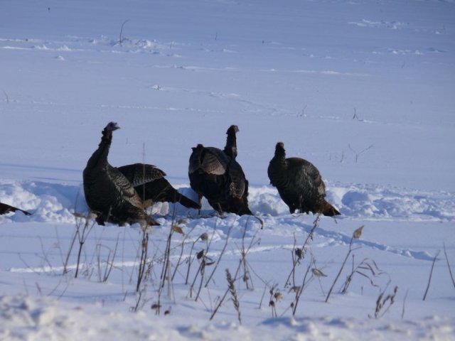 Dindons sauvages dans la neige
