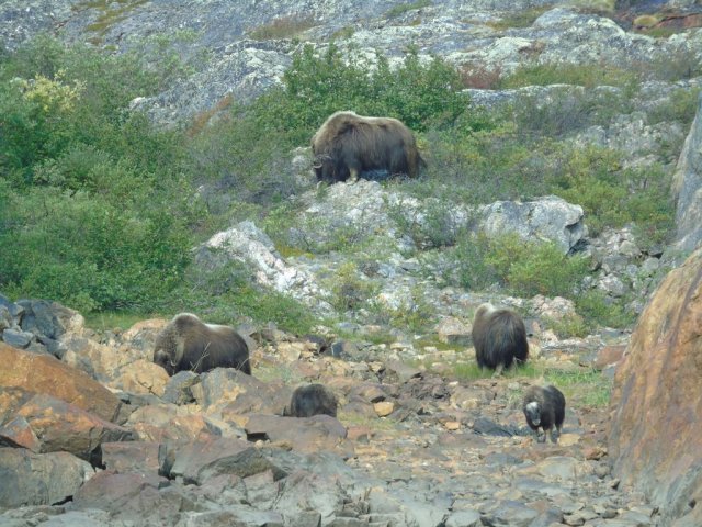 Boeufs musqués. Un mâle, deux femelles, deux petits