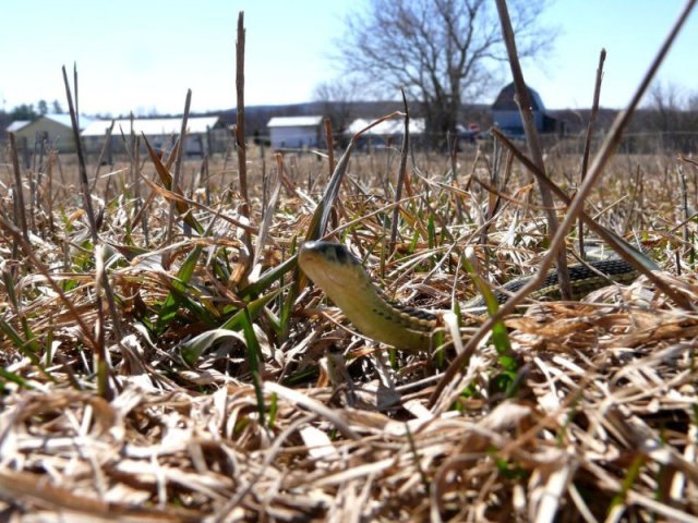 couleuvre rayée ou Thamnophis sirtalis