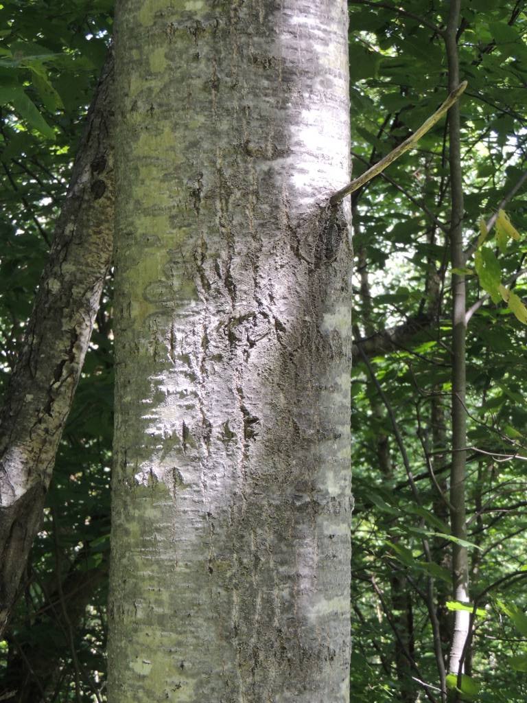 Traces de griffes d'ours sur un arbre