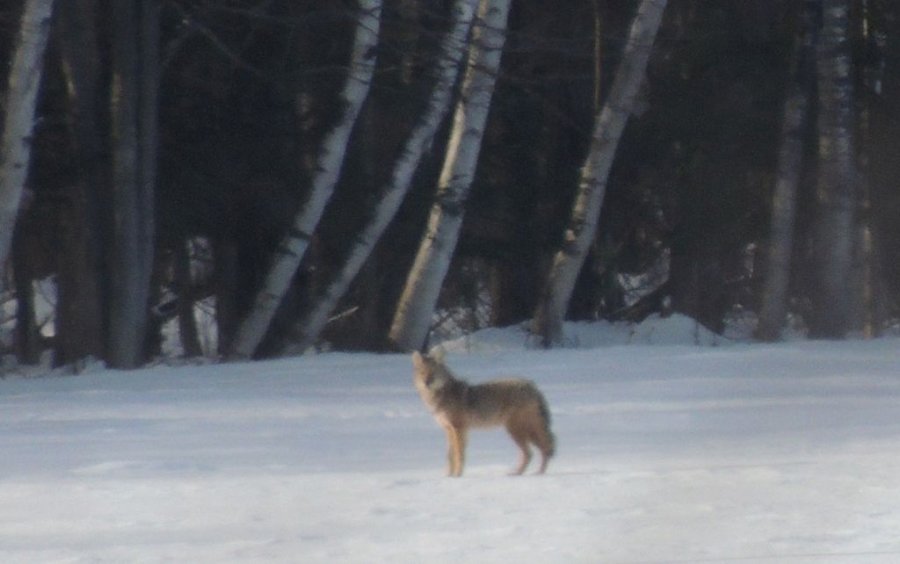 Coyote en hiver