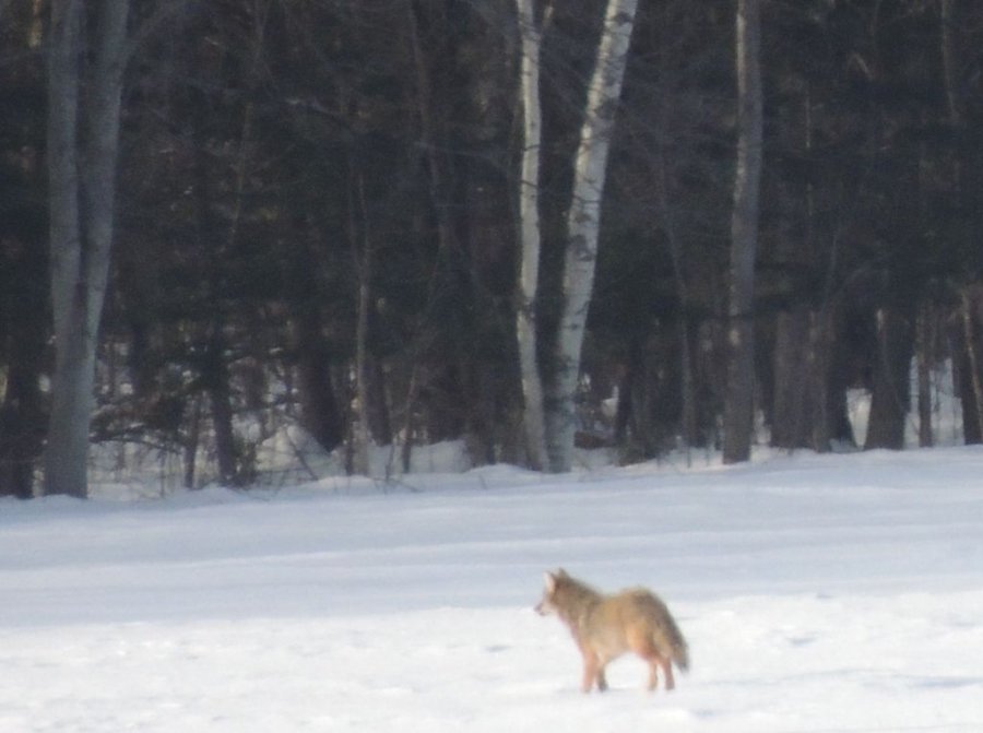 Coyote en hiver à 500 mètres