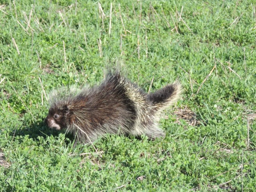 Porc-épic d'Amérique