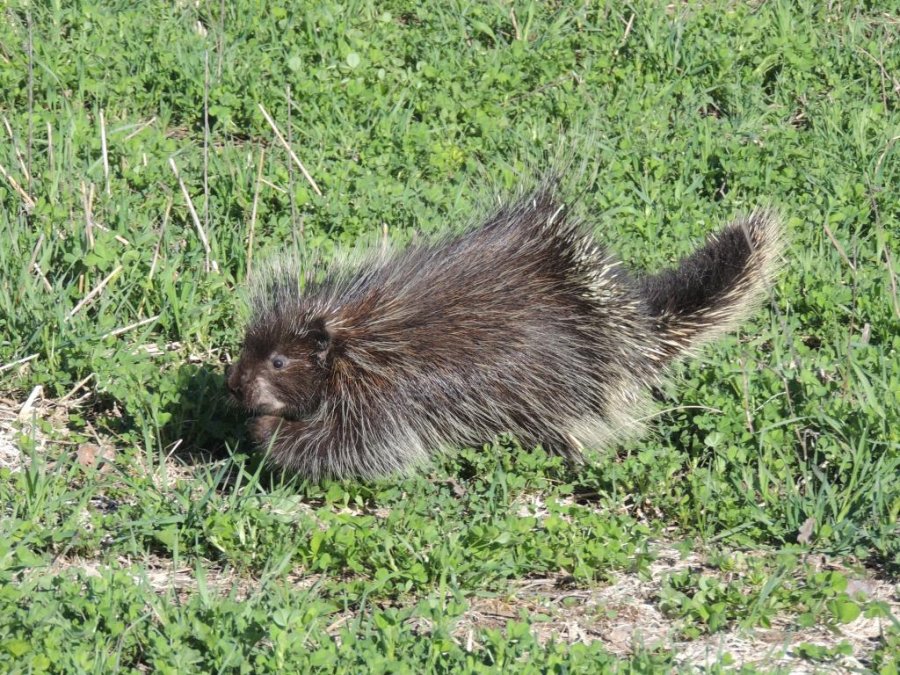 Le Porc-épic d'Amérique (Erethizon dorsata)