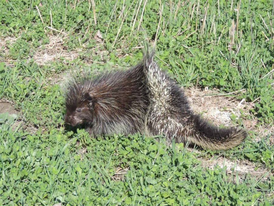 Le Porc-épic d'Amérique (Erethizon dorsata)