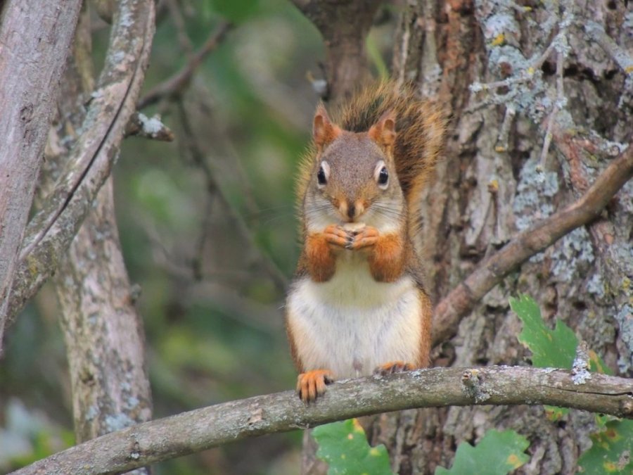 Écureuil roux sur un chêne