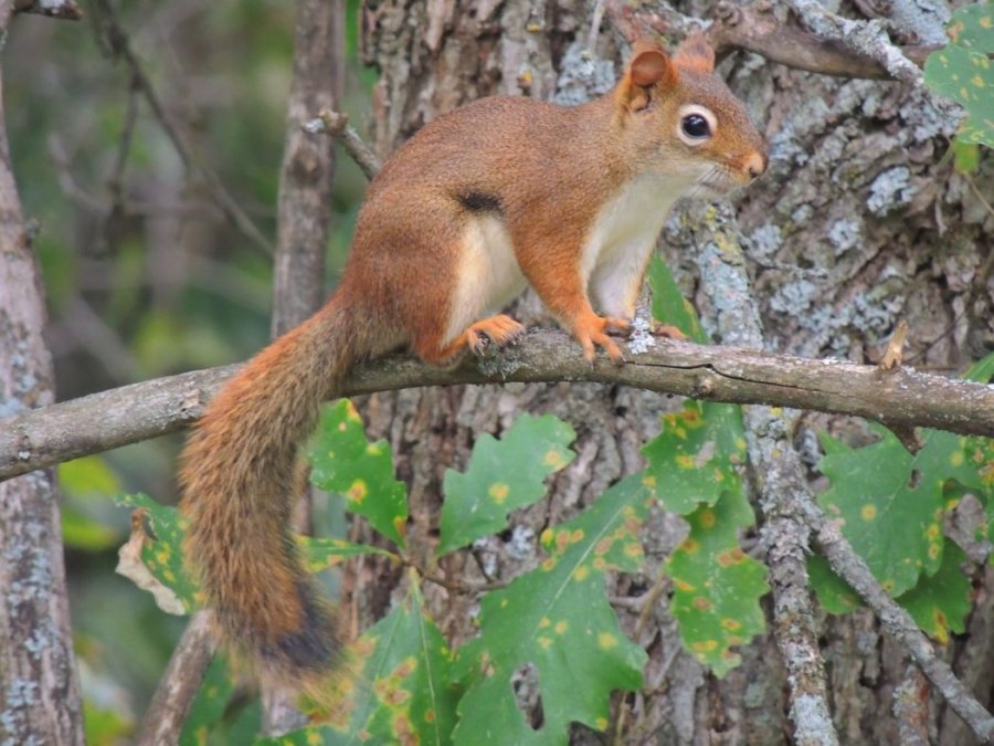 Écureuil roux sur un chêne