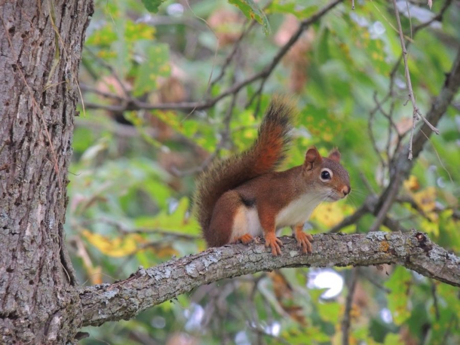 Écureuil roux sur un chêne