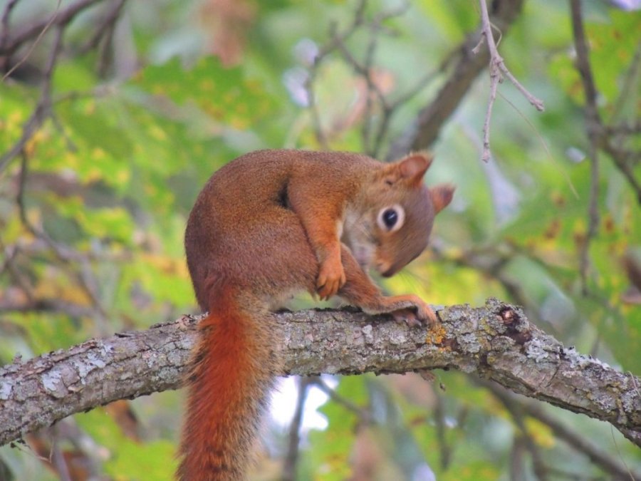 Écureuil roux sur un chêne