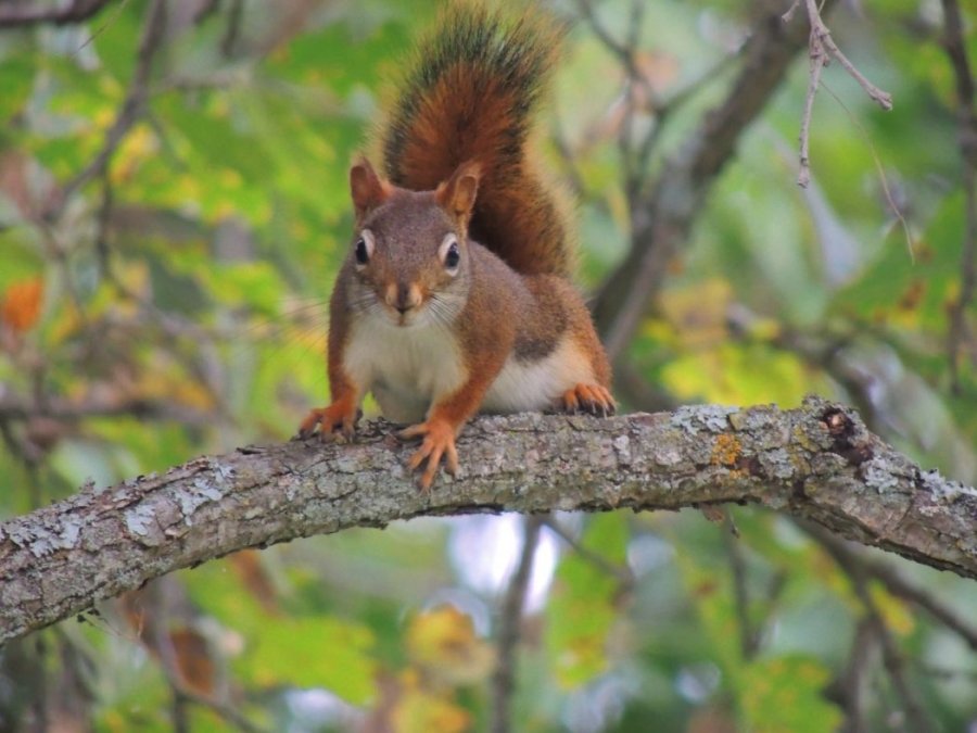 Écureuil roux sur un chêne