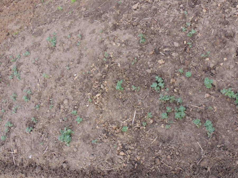 Repiquage de la menthe pomme