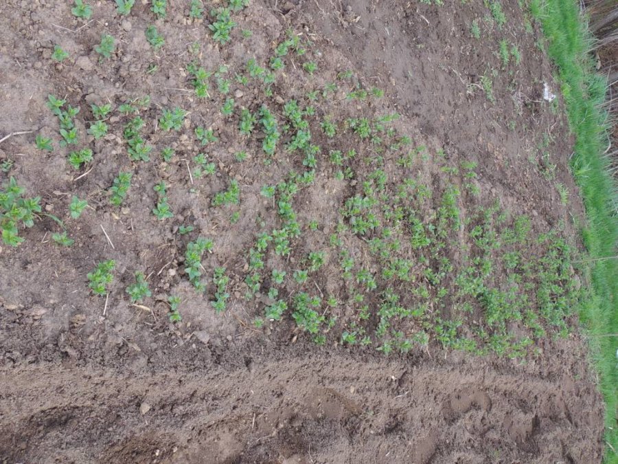 Repiquage de la menthe poivrée