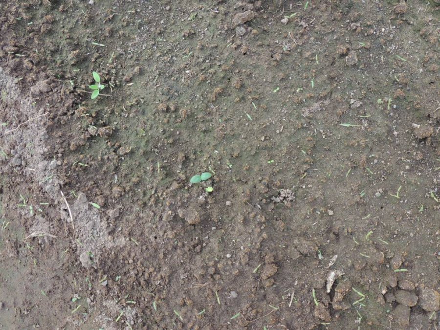 Semis de concombres du 11 mai <p>Photo faite le 17 mai</p>