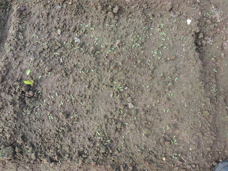 Semis de salades fait le 11 mai <p>Photo du 17 mai.</p>