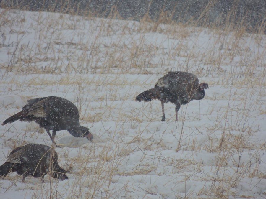 Jour 1 du printemps 2014 11