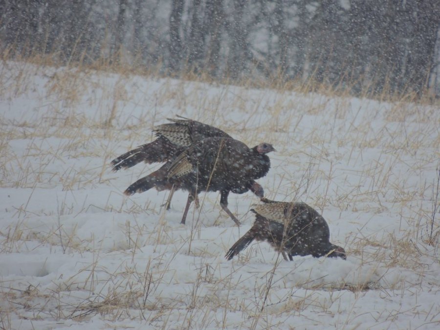 Jour 1 du printemps 2014 13