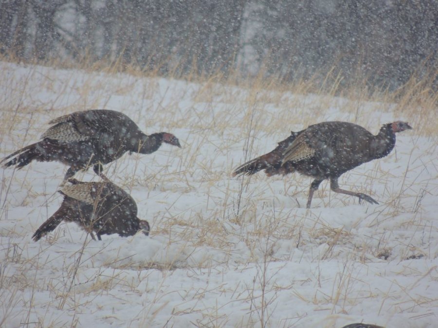 Jour 1 du printemps 2014 14