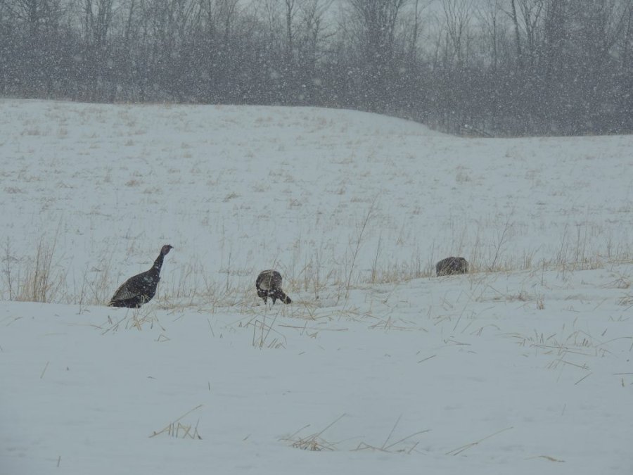 Jour 1 du printemps 2014 15