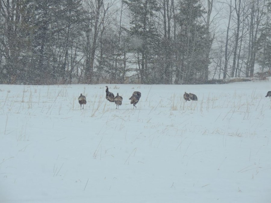 Jour 1 du printemps 2014 16