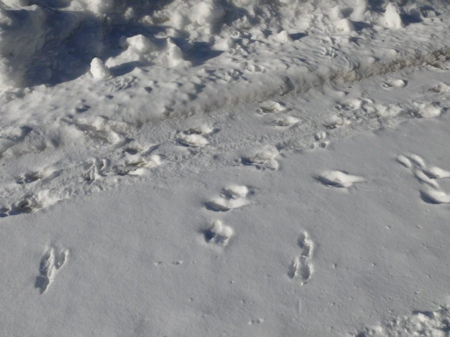 Jour 2 du printemps 2014 09